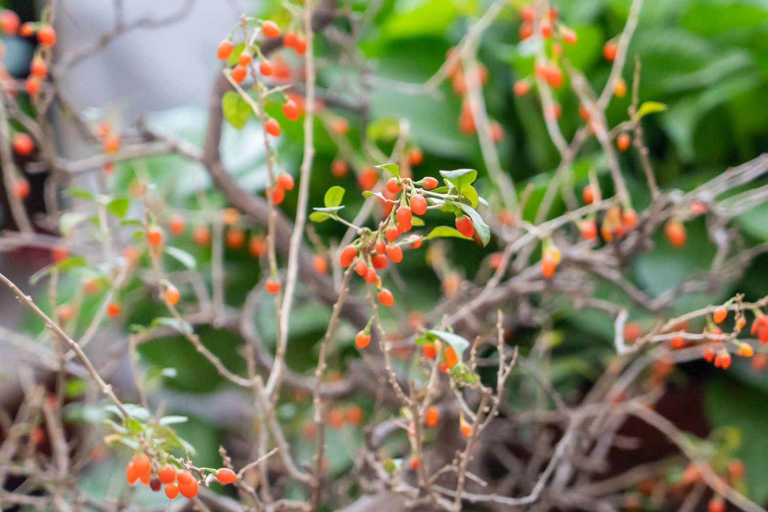 Chinese wolfberry