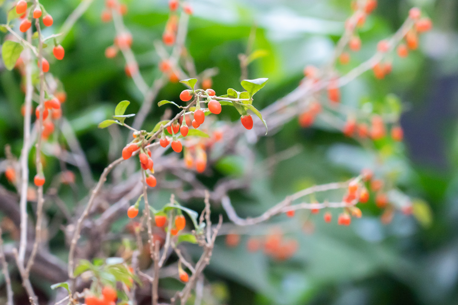 Chinese wolfberry