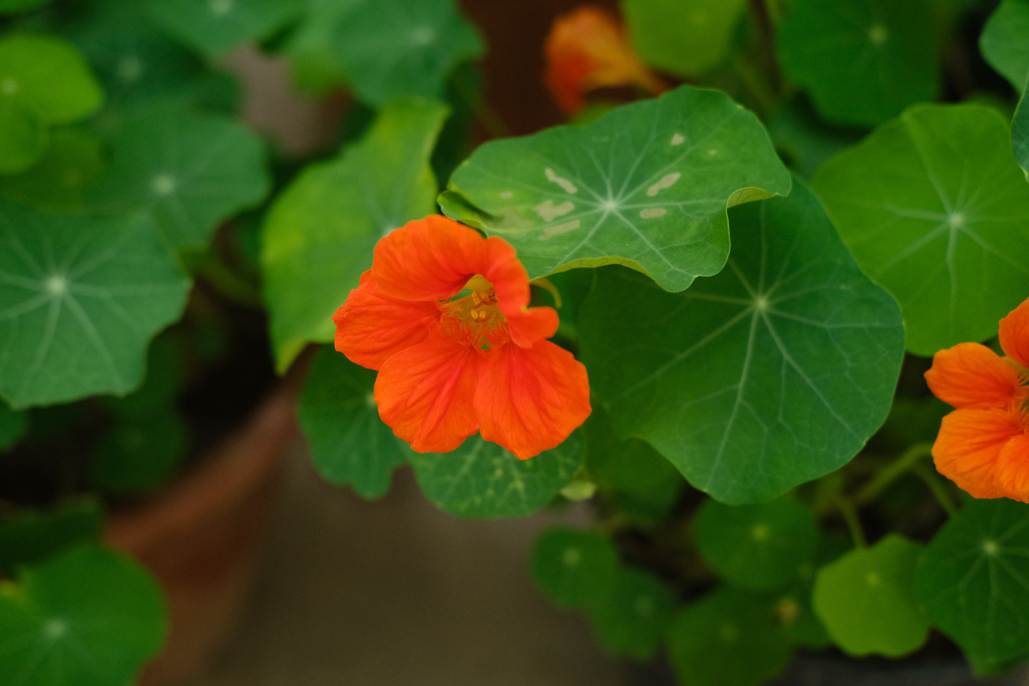 garden nasturtium