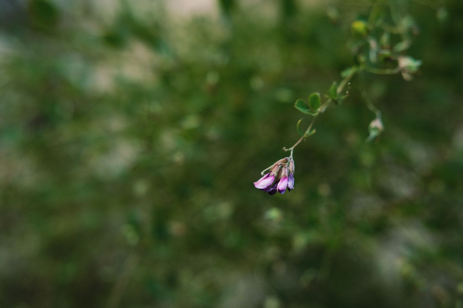 bush clovers