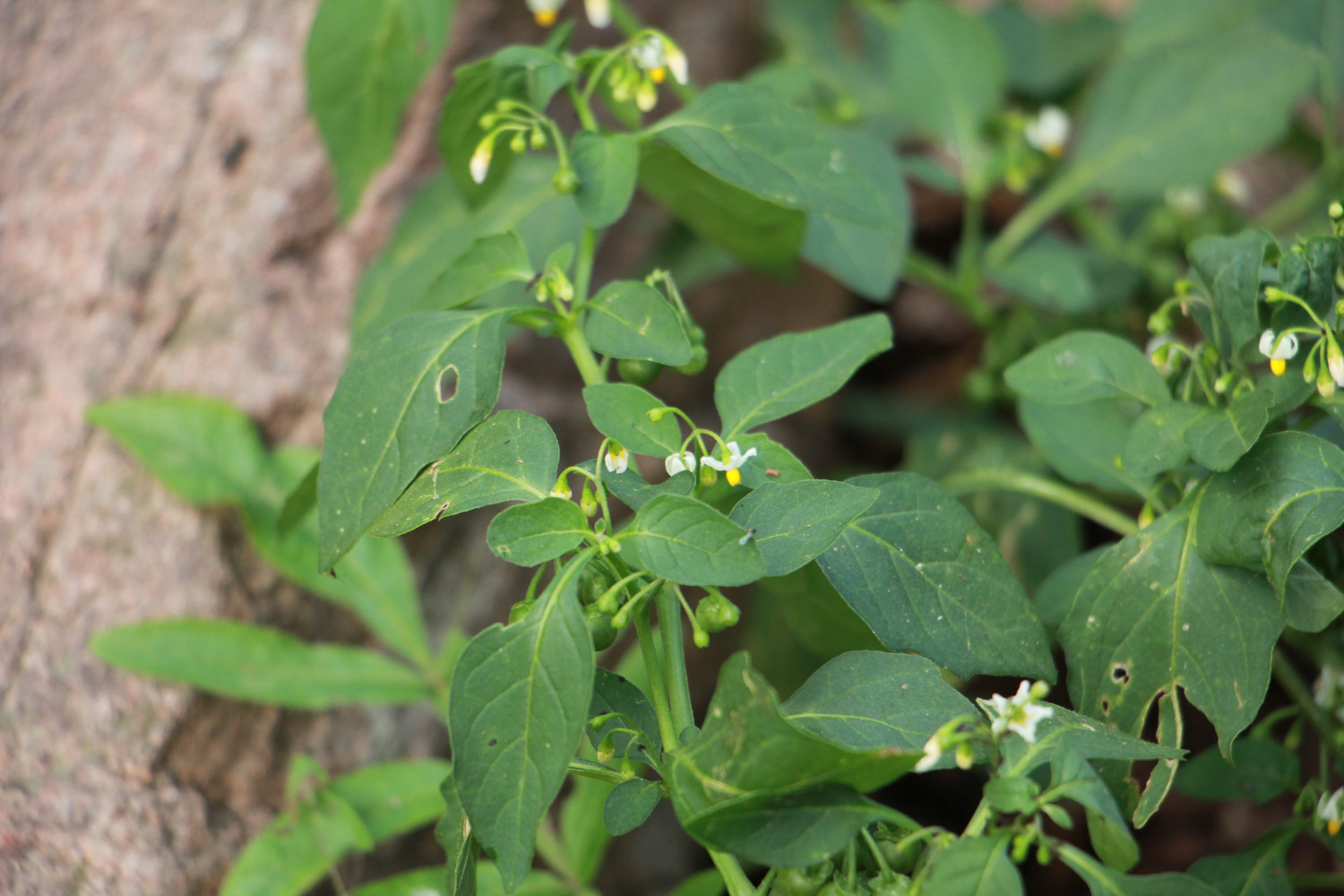 nightshade