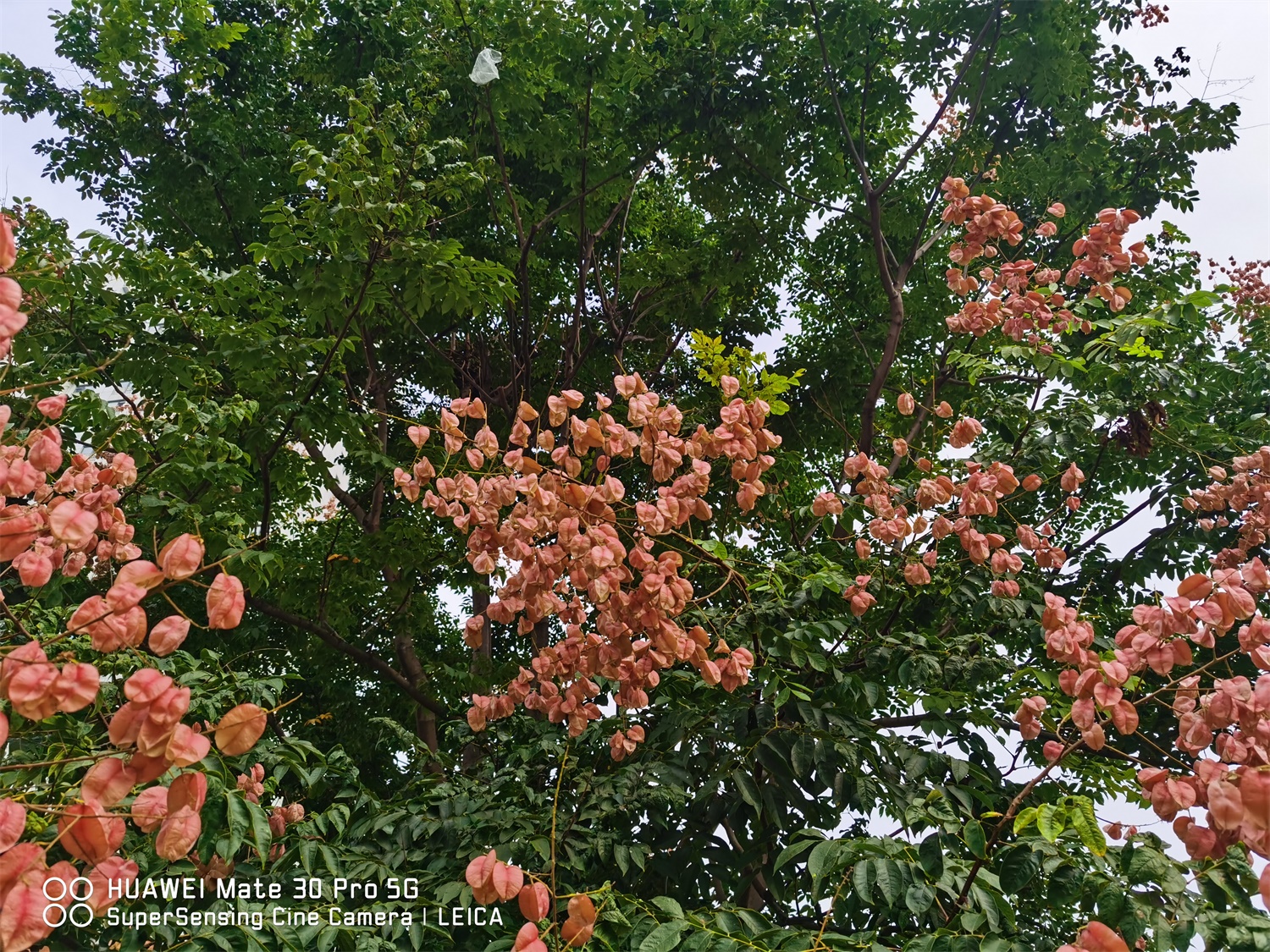 Koelreuteria Paniculata