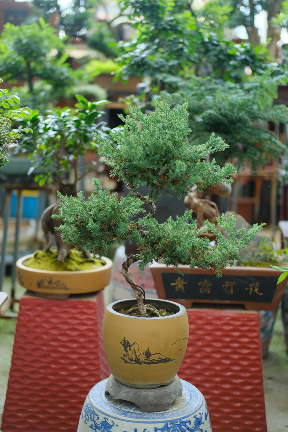 bonsai