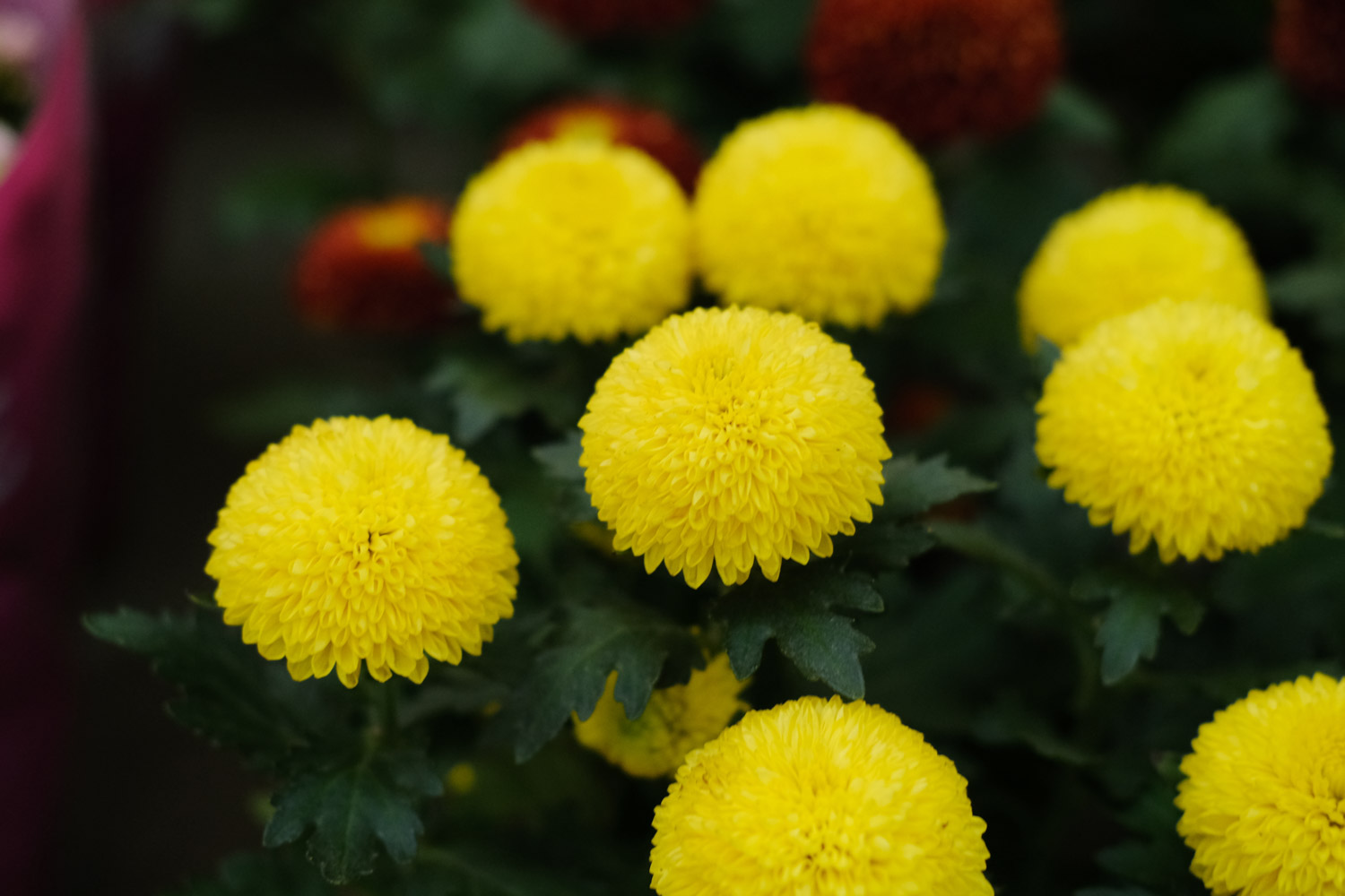 Ping Pong Chrysanthemum