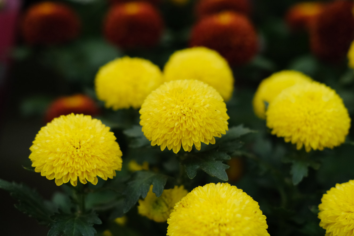 Ping Pong Chrysanthemum