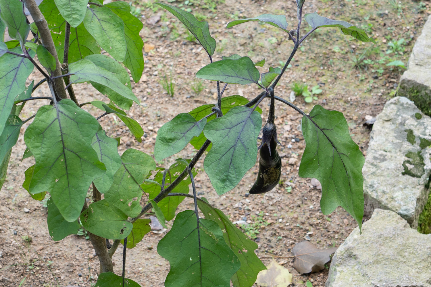 eggplant