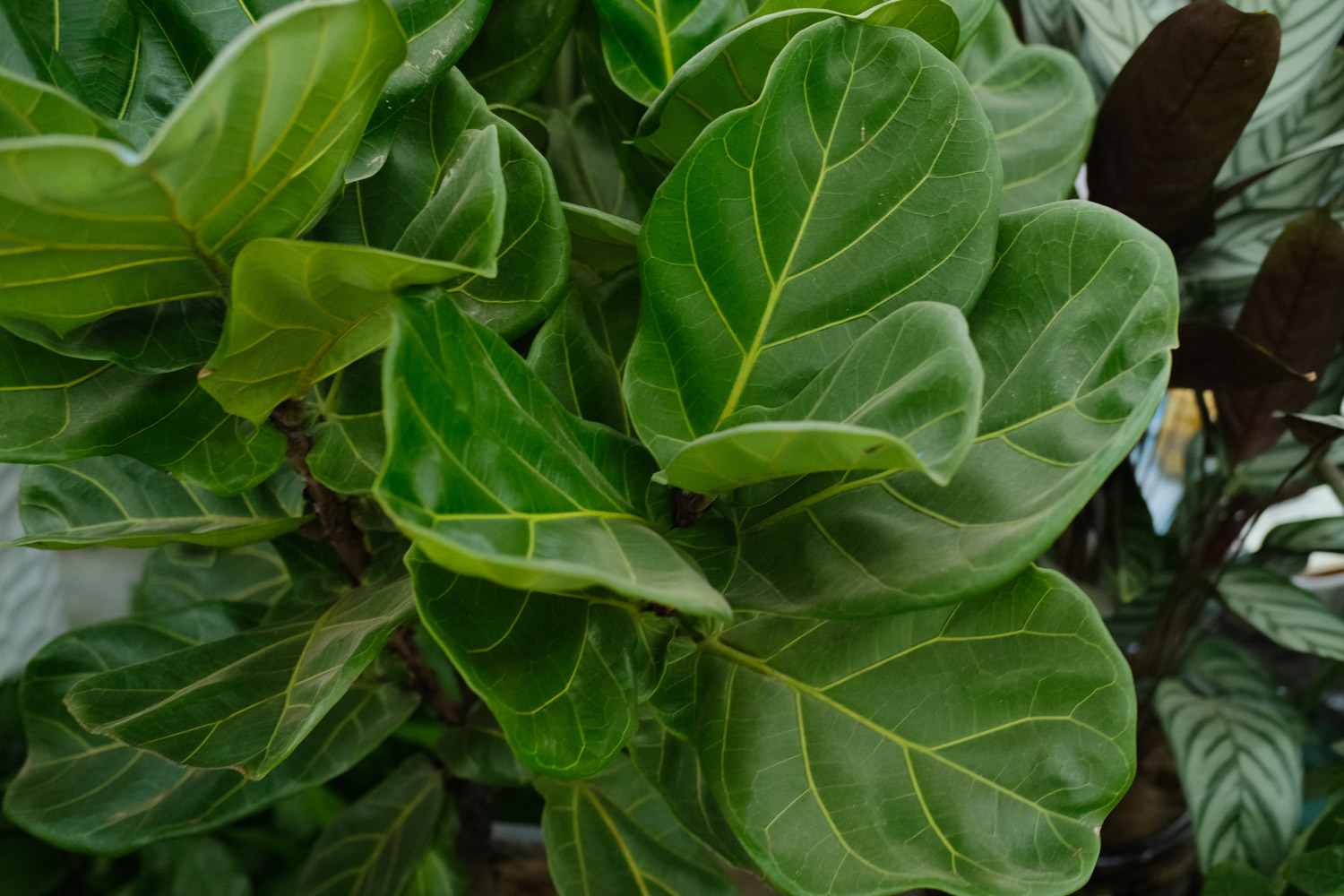 Banyan leaf