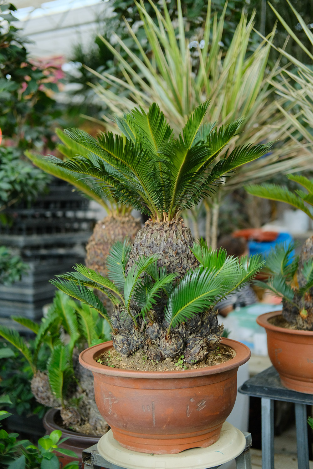 Cycas