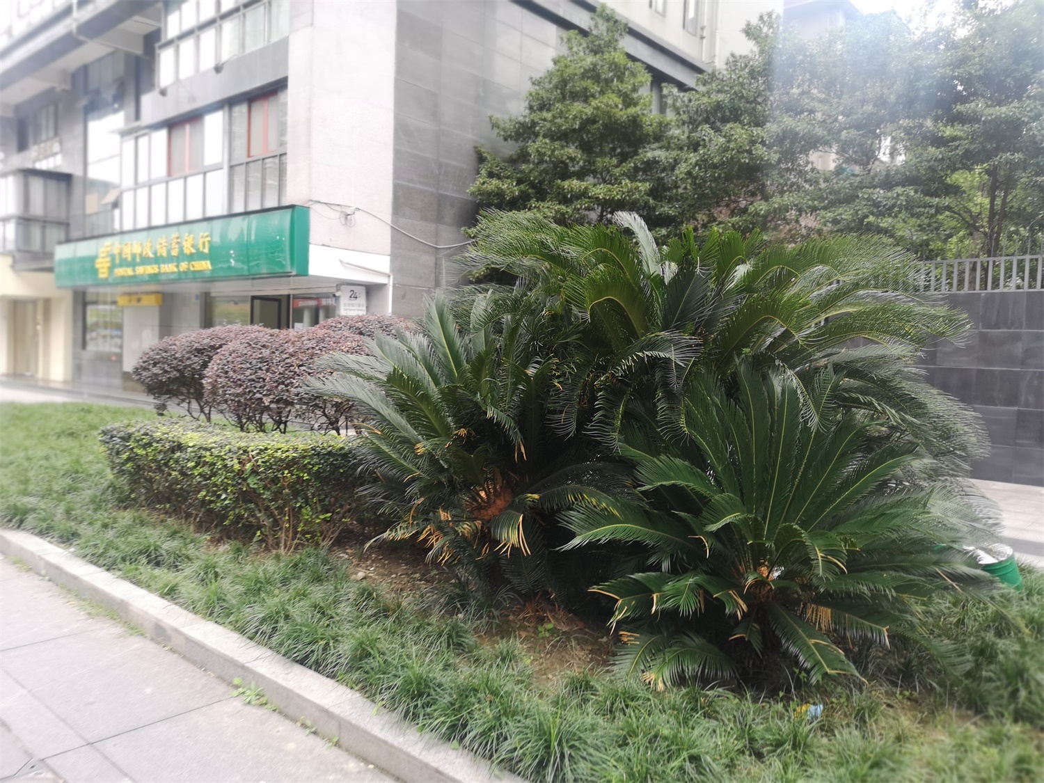 Cycas