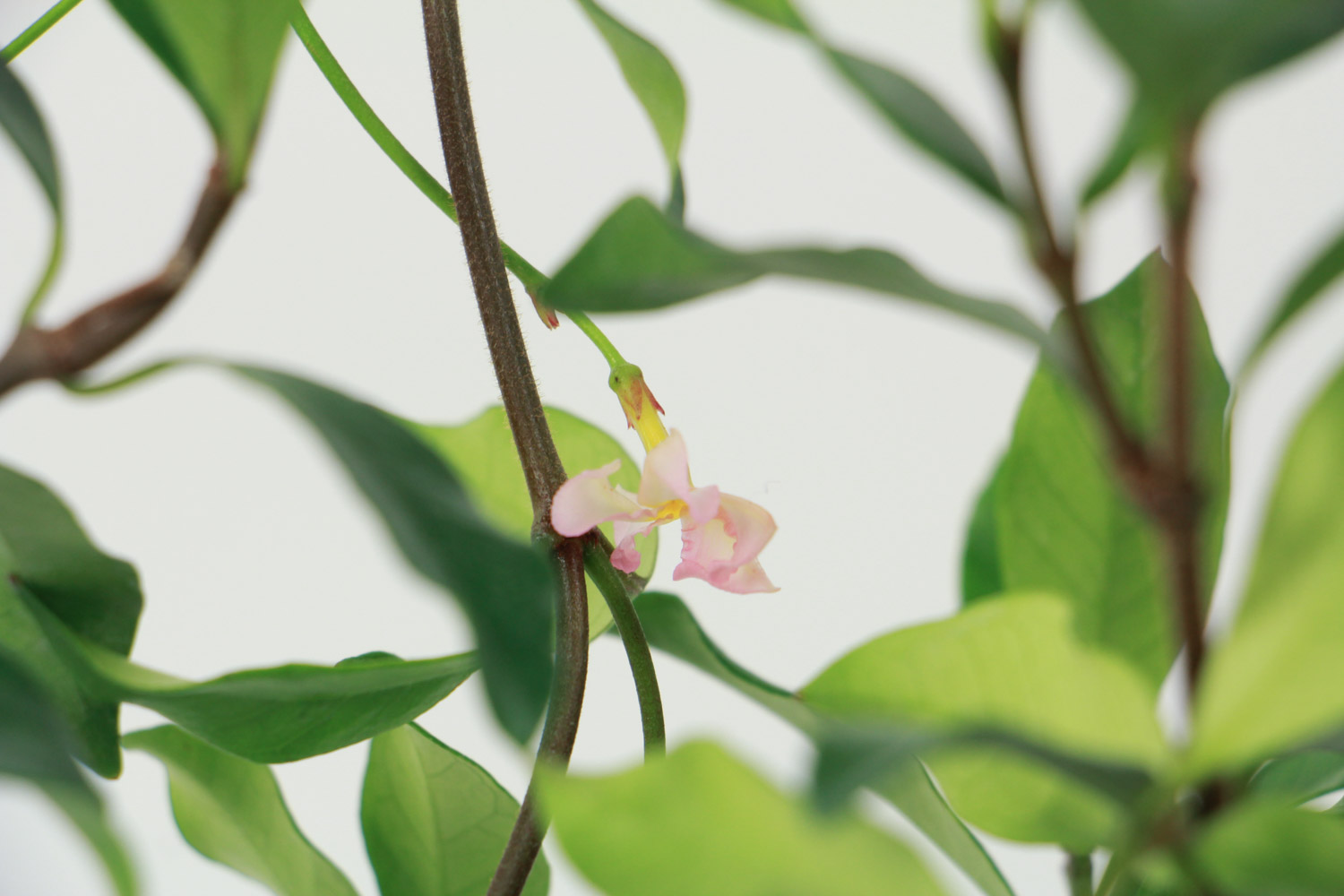 Windmill Jasmine