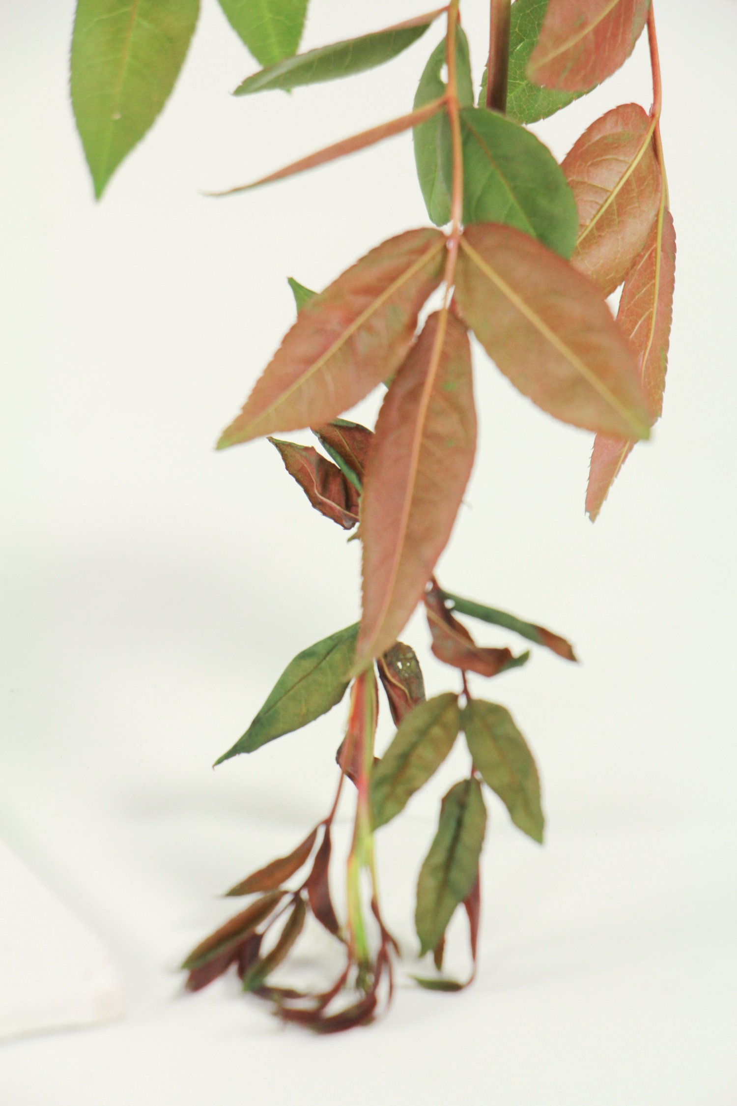 Mahogany incense