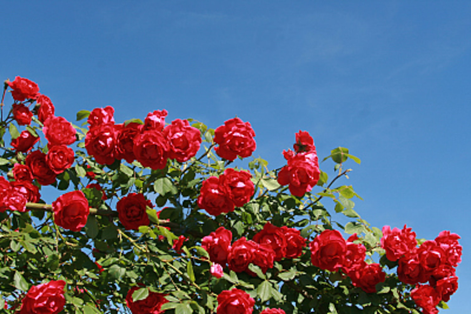 How to maintain Fujimoto rose - Flower wiki