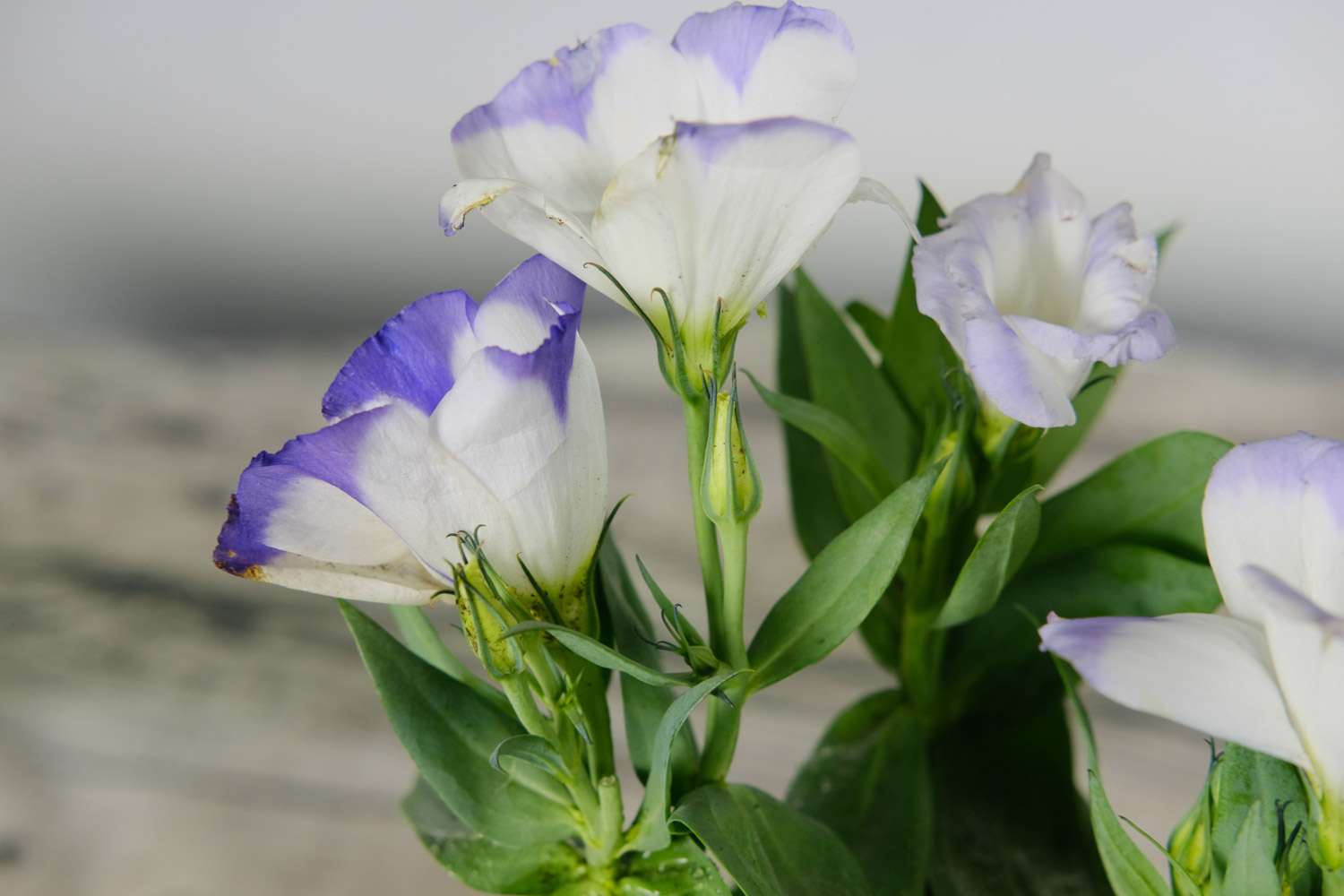 Eustoma grandiflorum