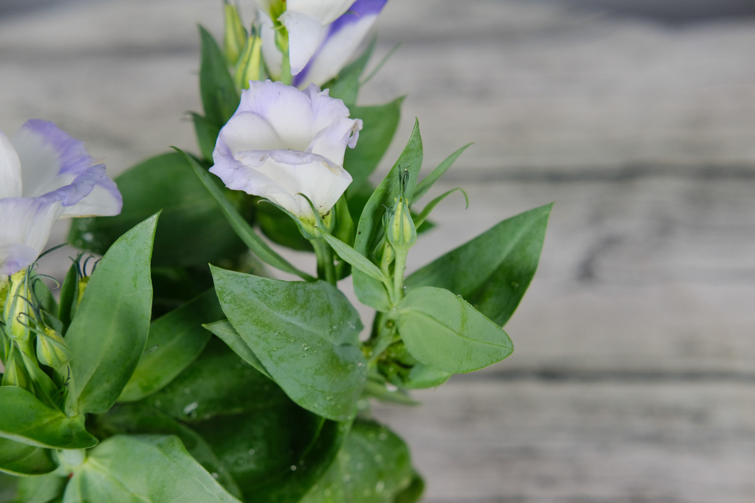 Eustoma grandiflorum