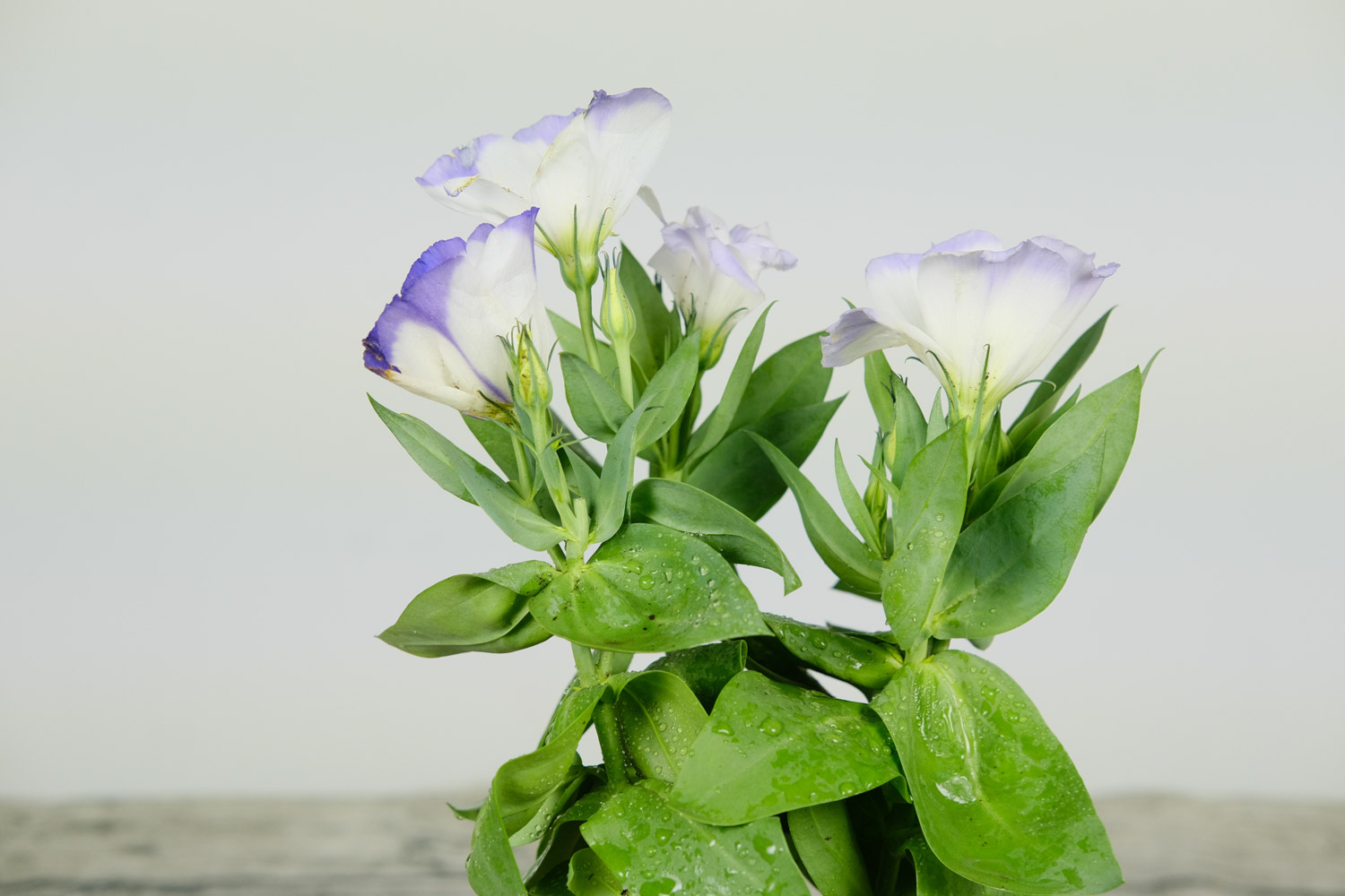 Eustoma grandiflorum