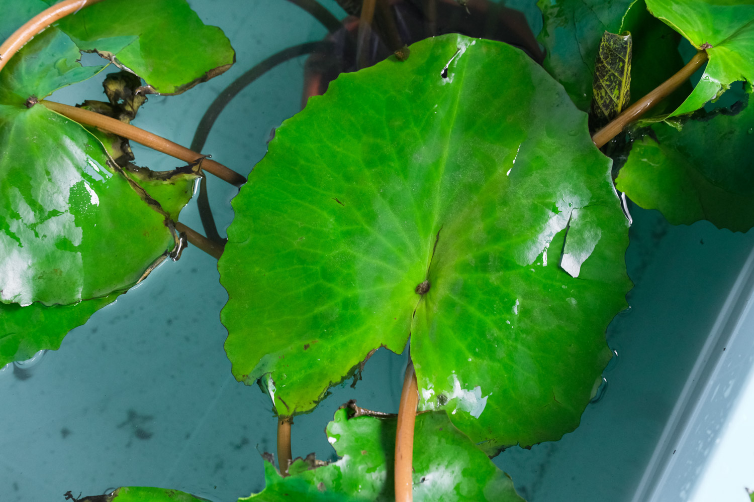 Water lilies