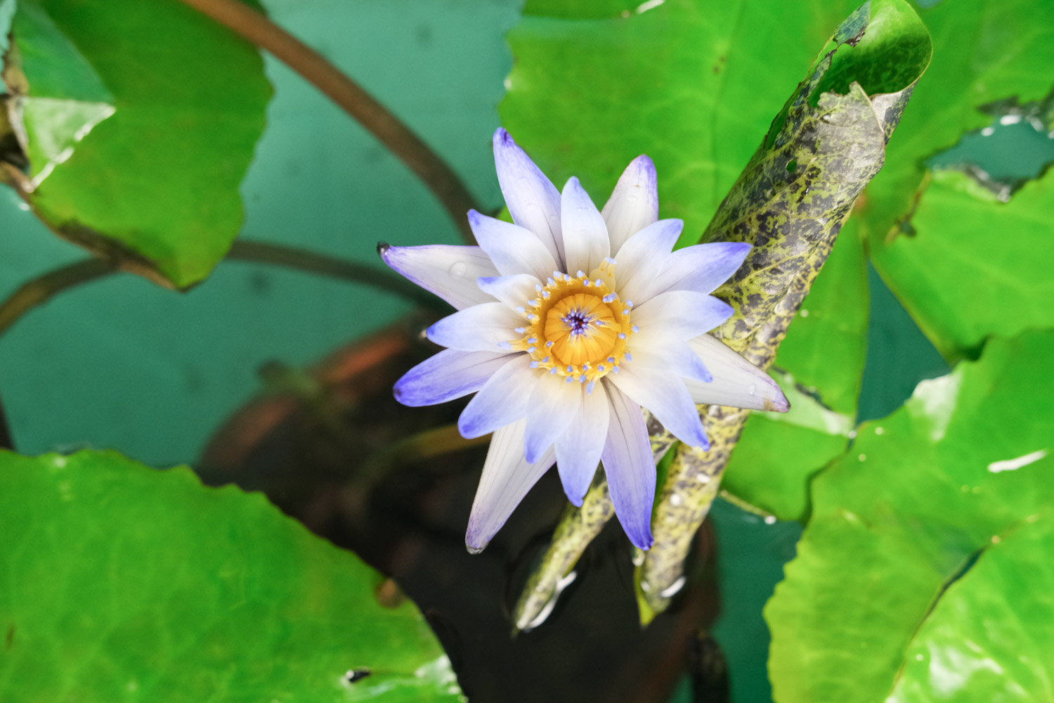 Water lilies