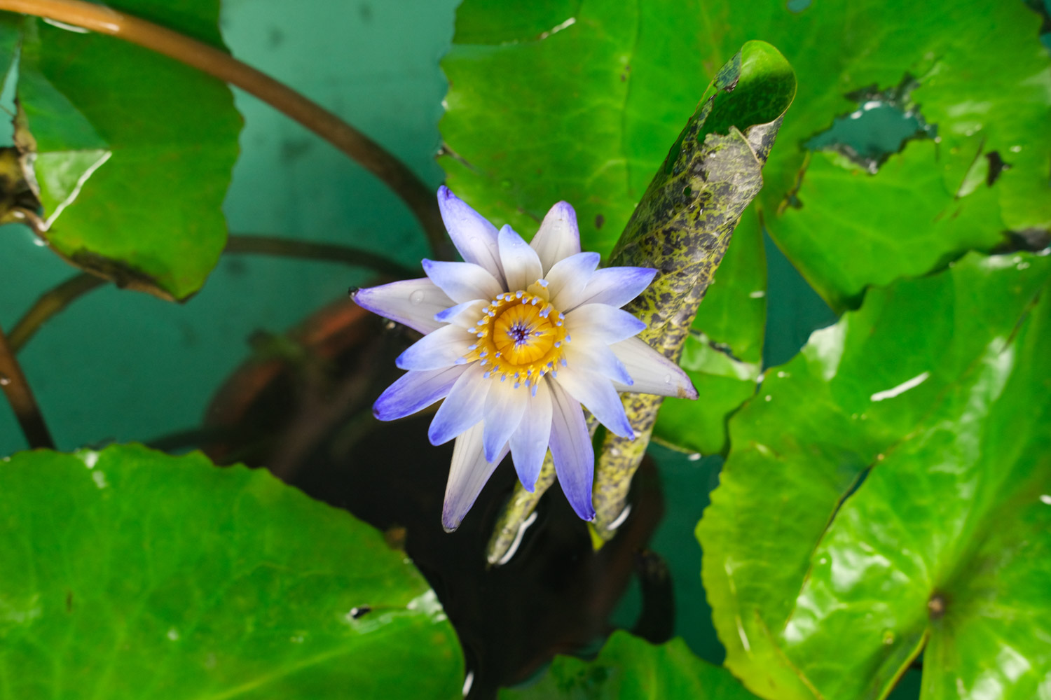 Water lilies