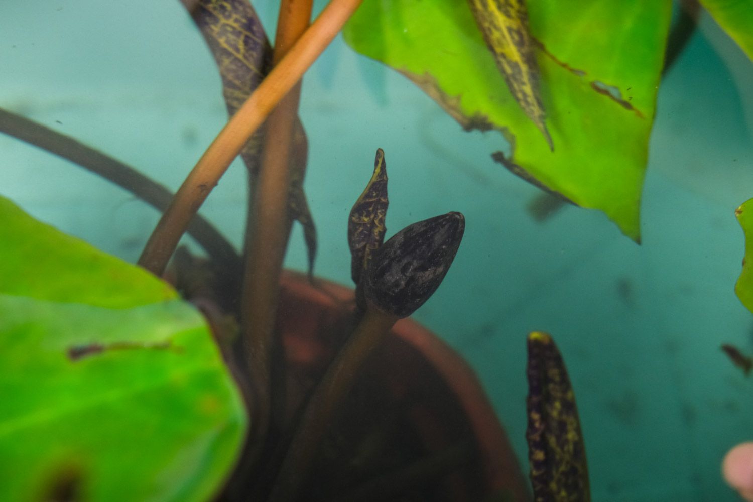 Water lilies