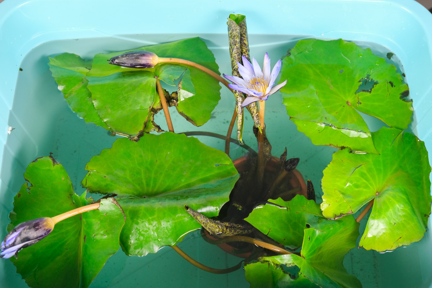 Water lilies