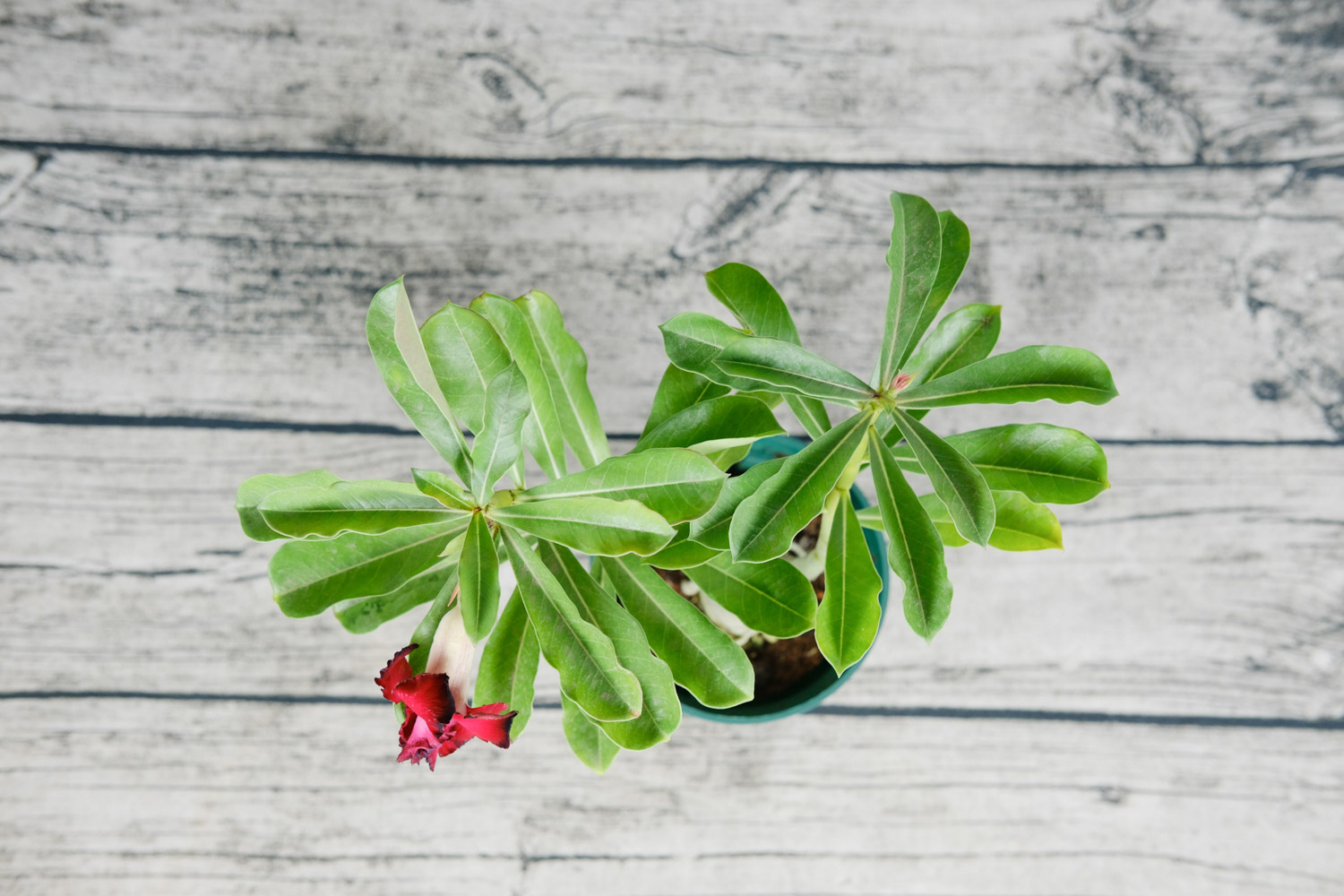 Adenium obesum