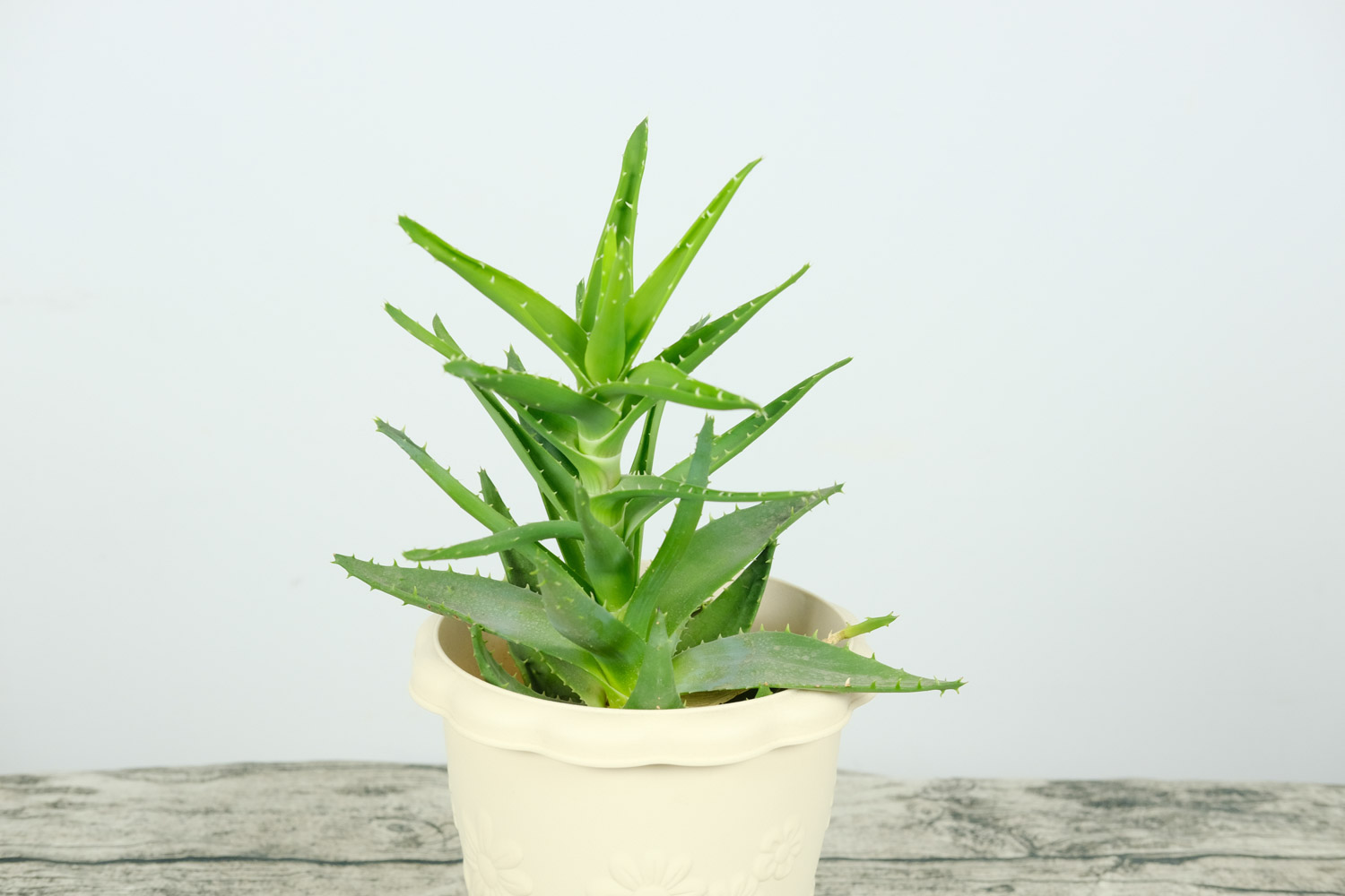 aloe