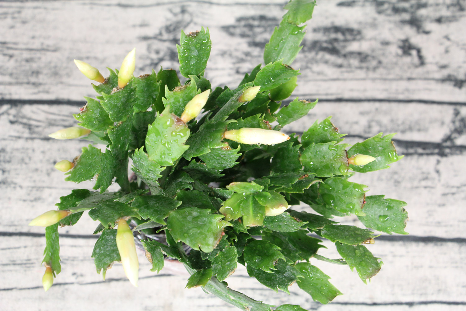 crab cactus