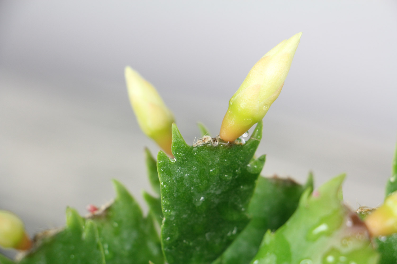 crab cactus