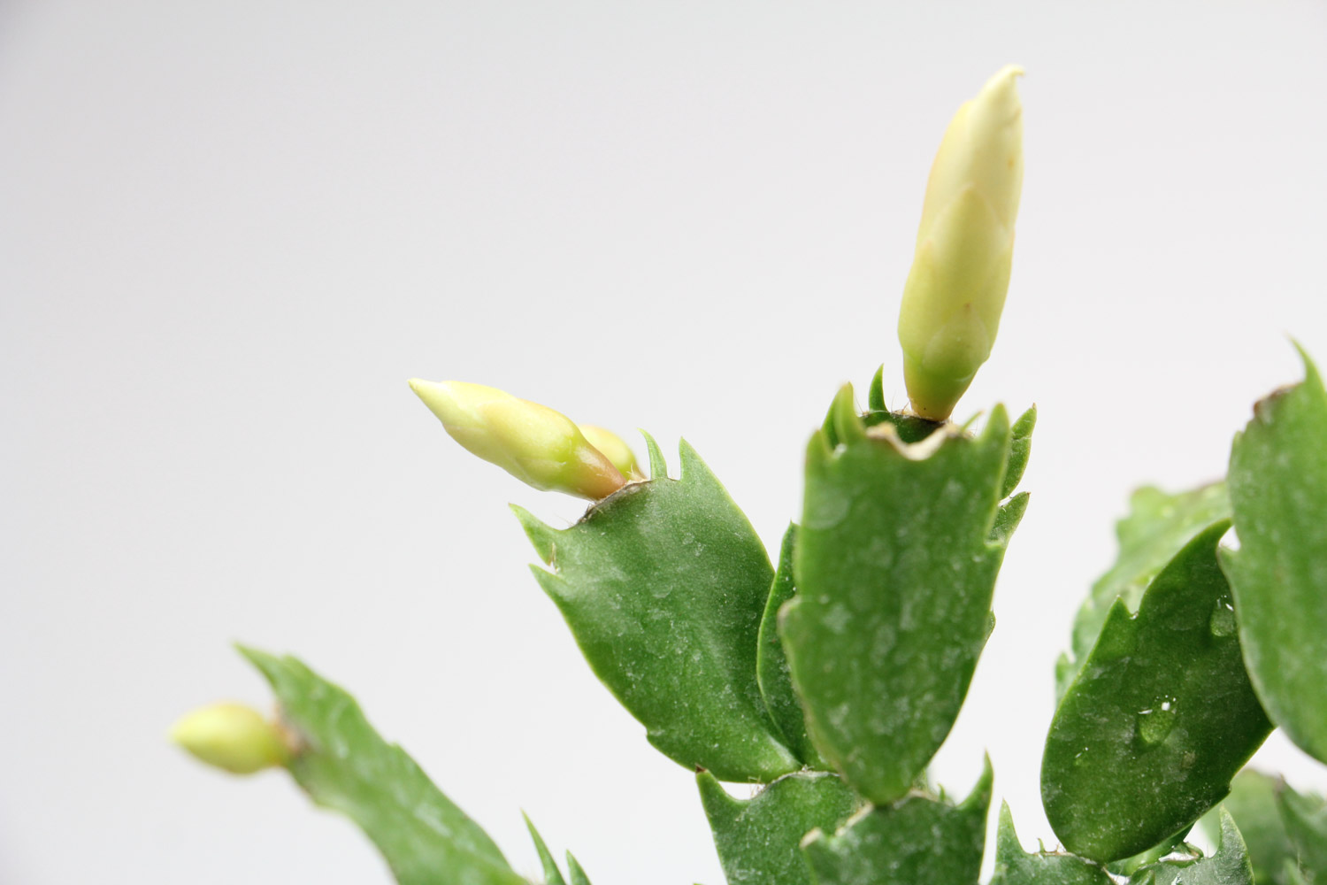 crab cactus