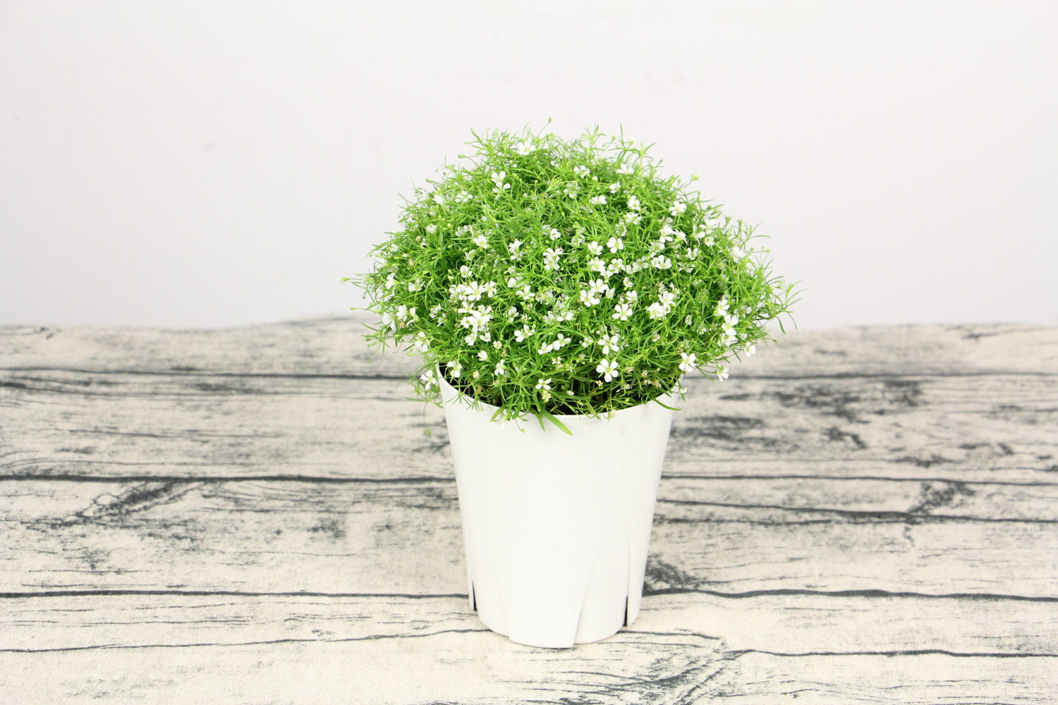 babysbreath