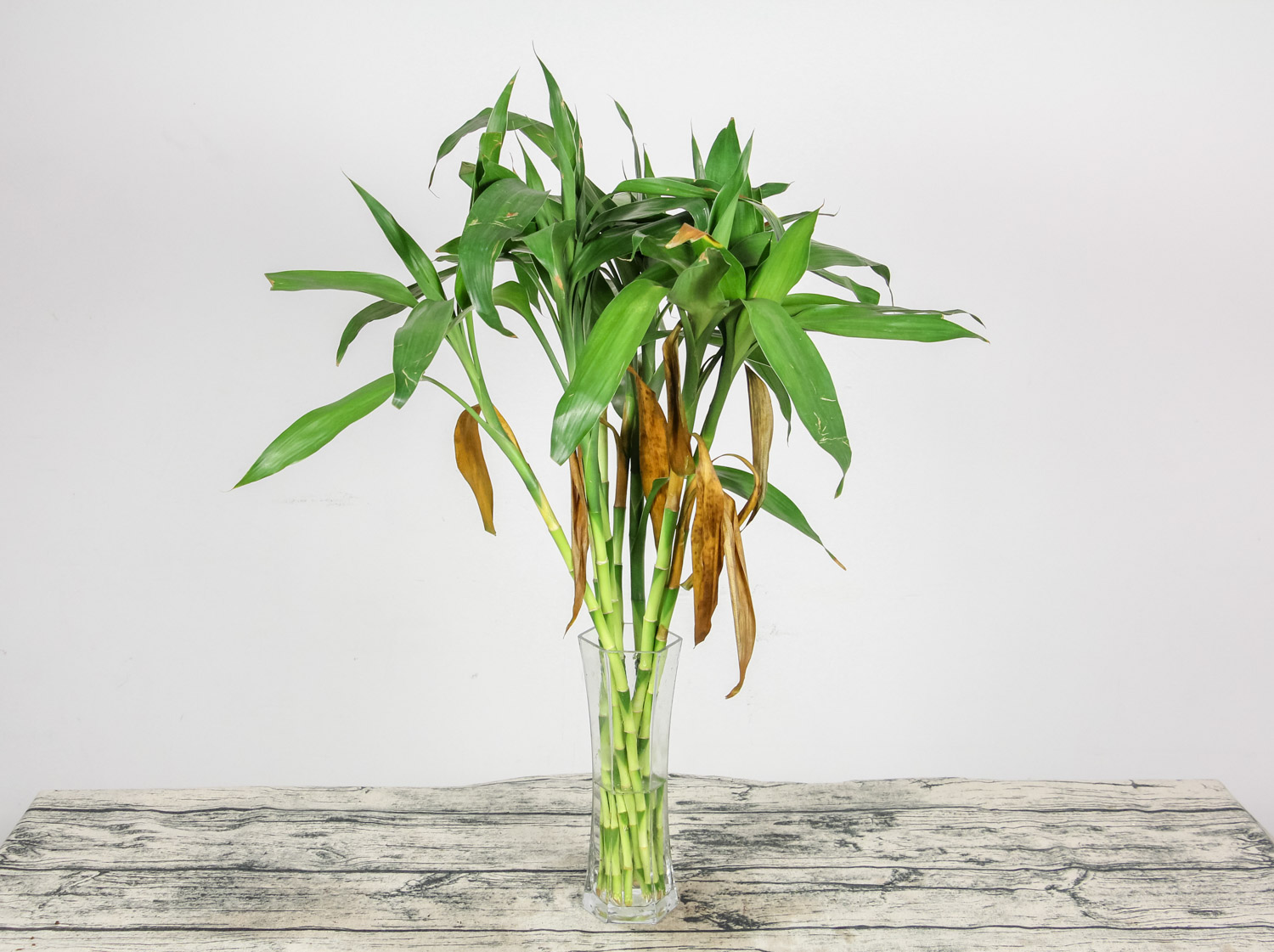 dracaena sanderiana