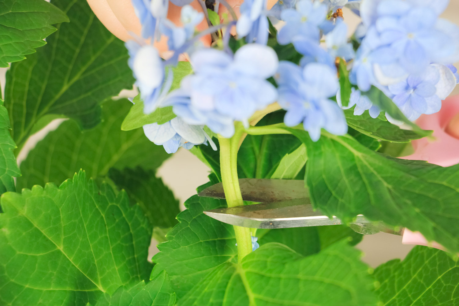 hydrangea