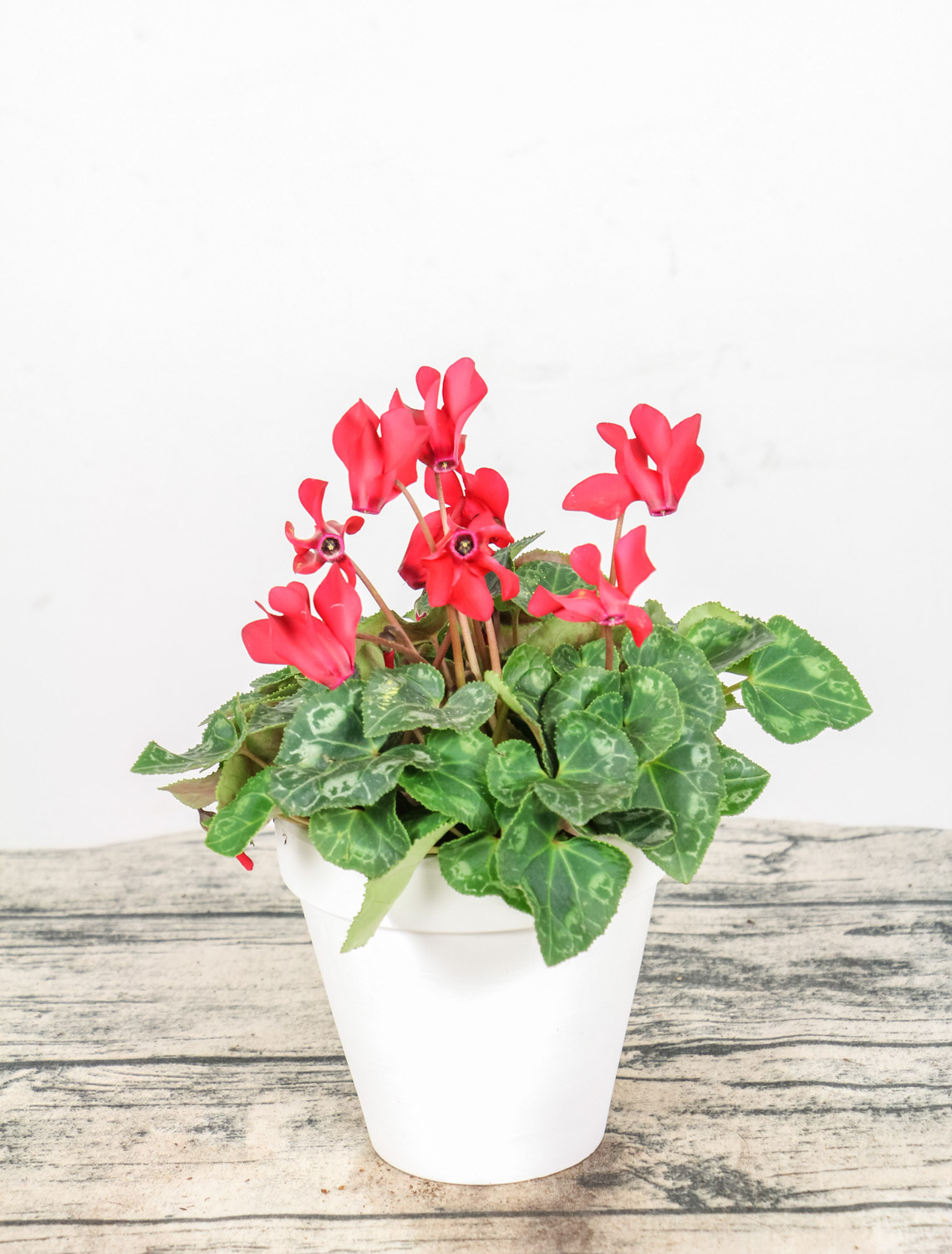 Cyclamen