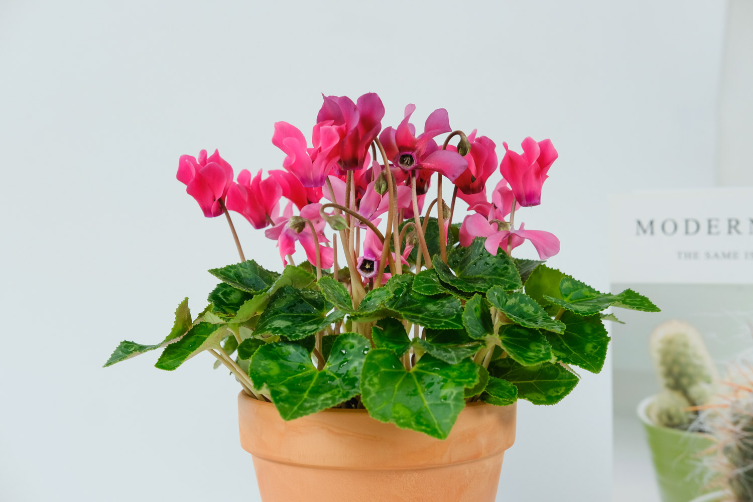 Cyclamen