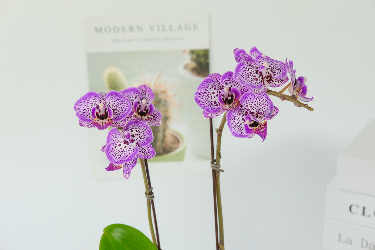 moth orchid