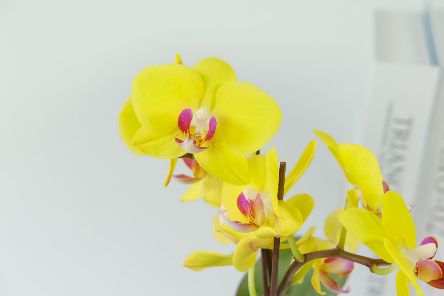 moth orchid