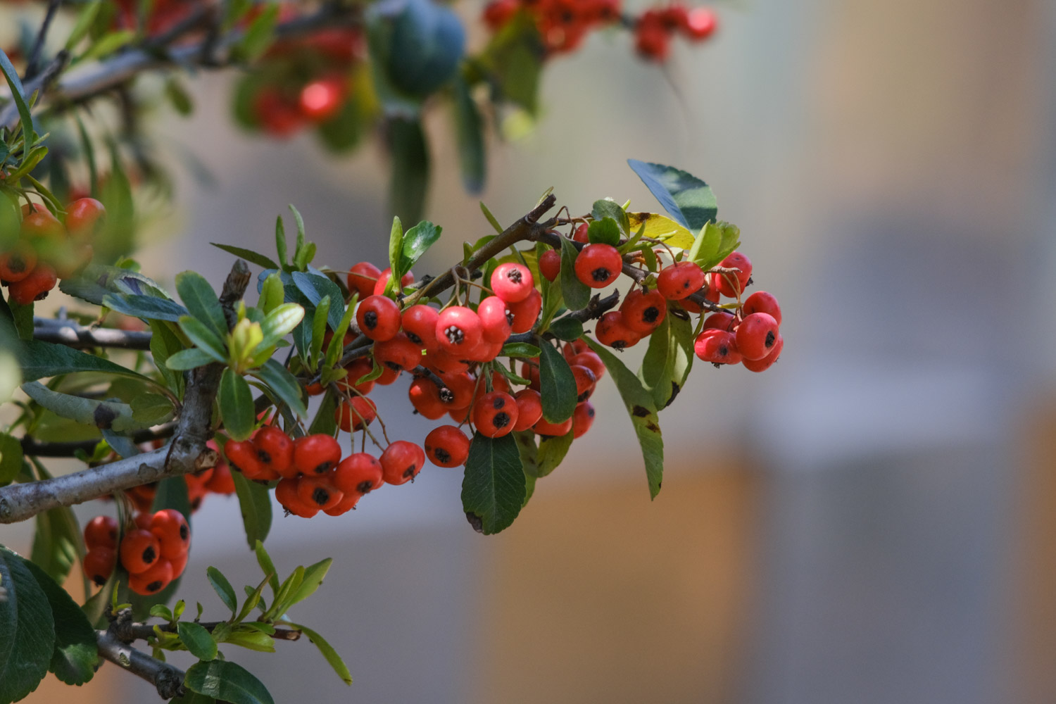 pyracantha