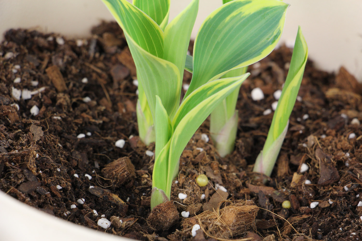 Hosta