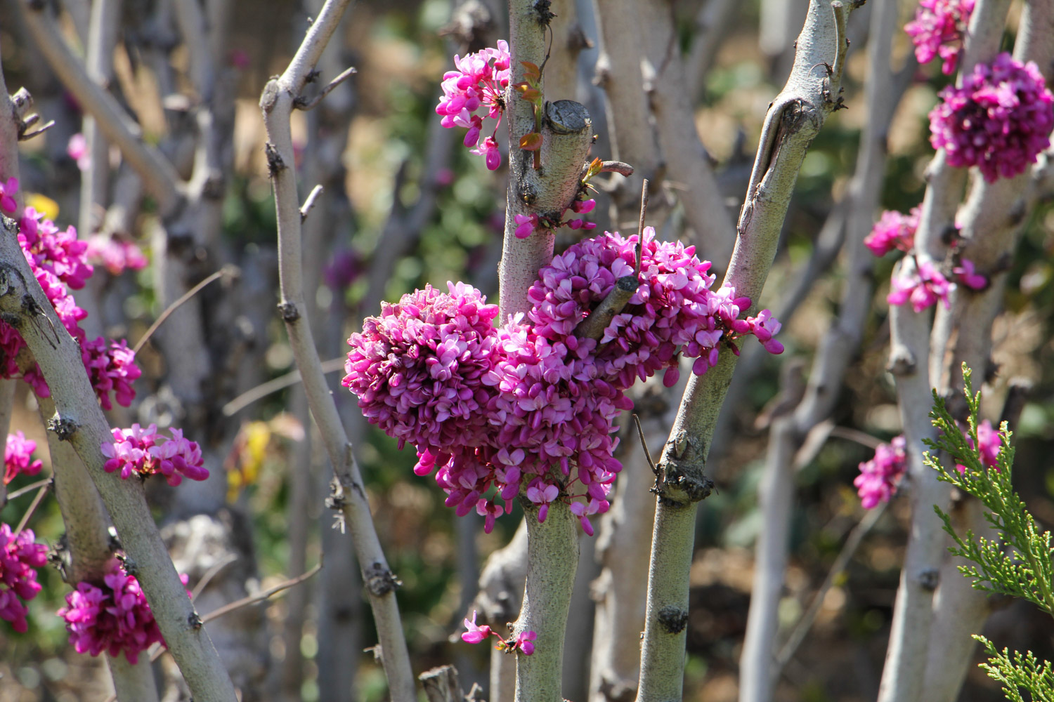 Bauhinia