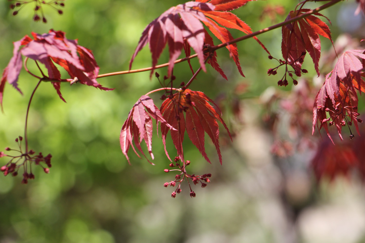 Acer henryi