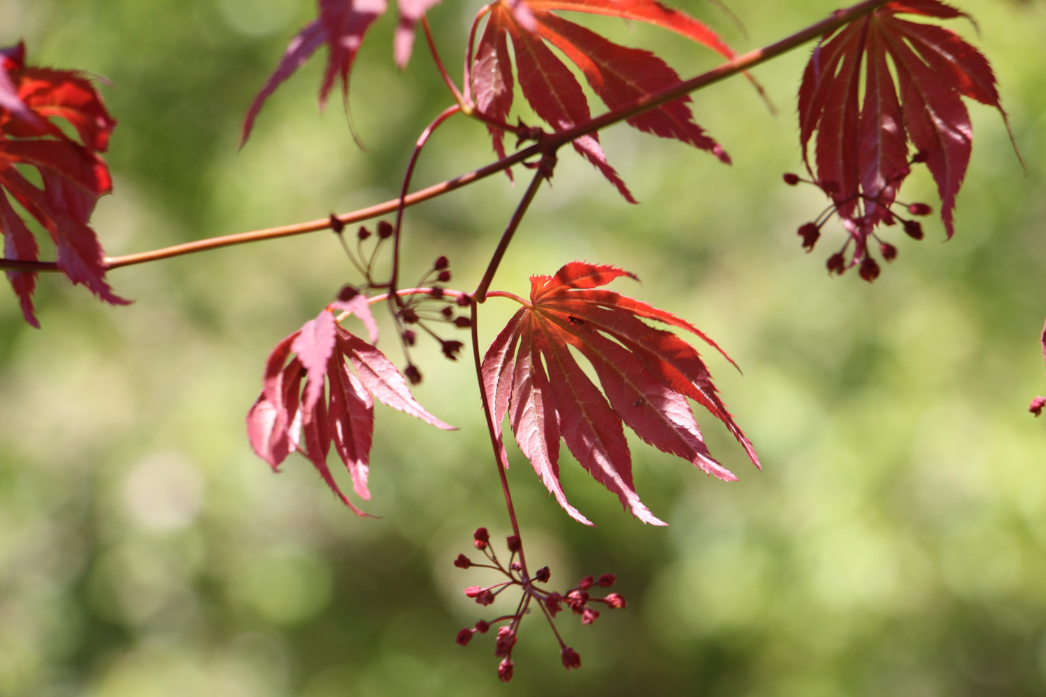 Acer henryi