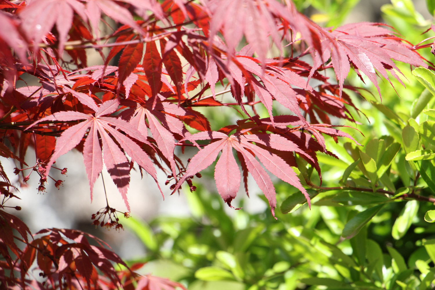 Acer henryi