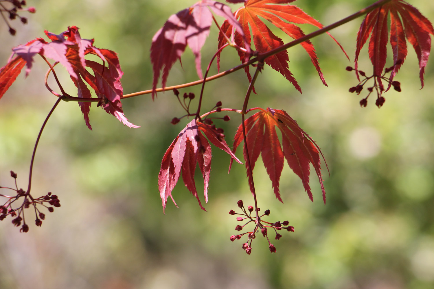 Acer henryi