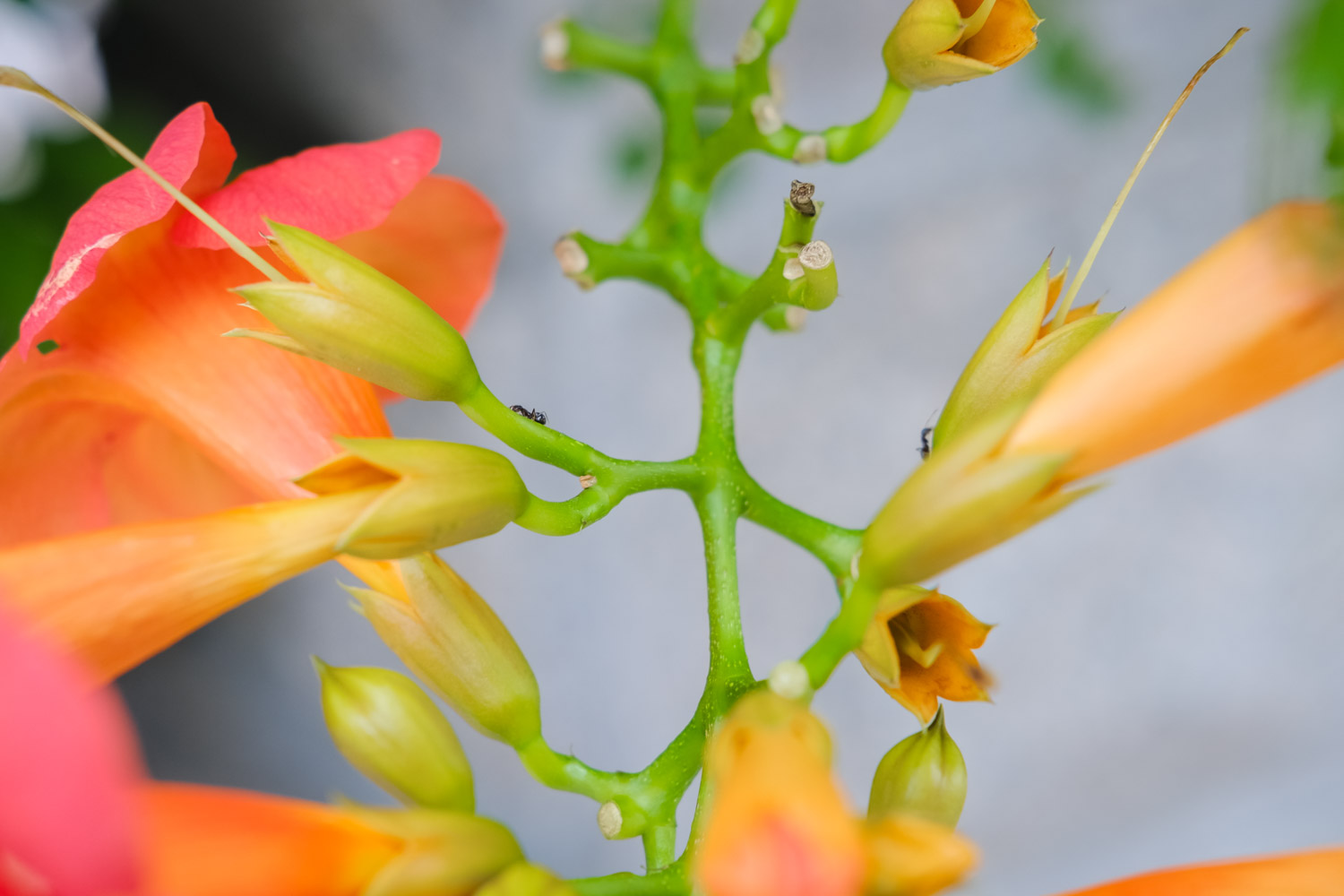 Chinese trumpet creeper