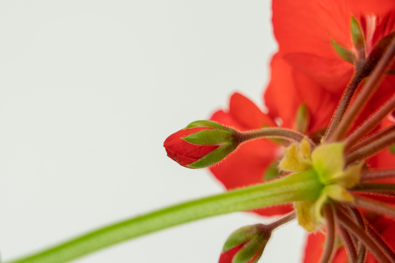 Geranium