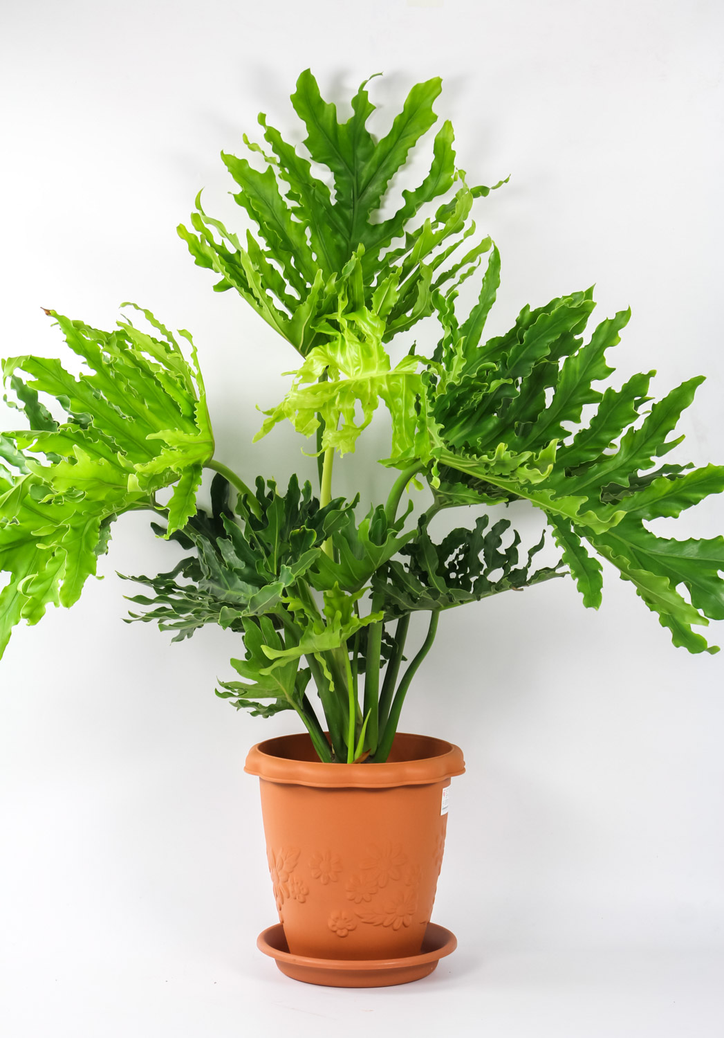 Philodendron selloum