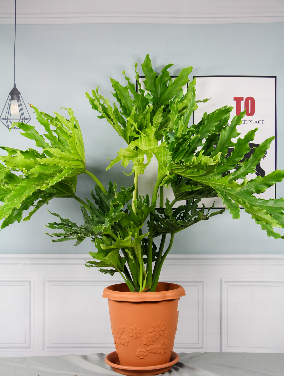 Philodendron selloum