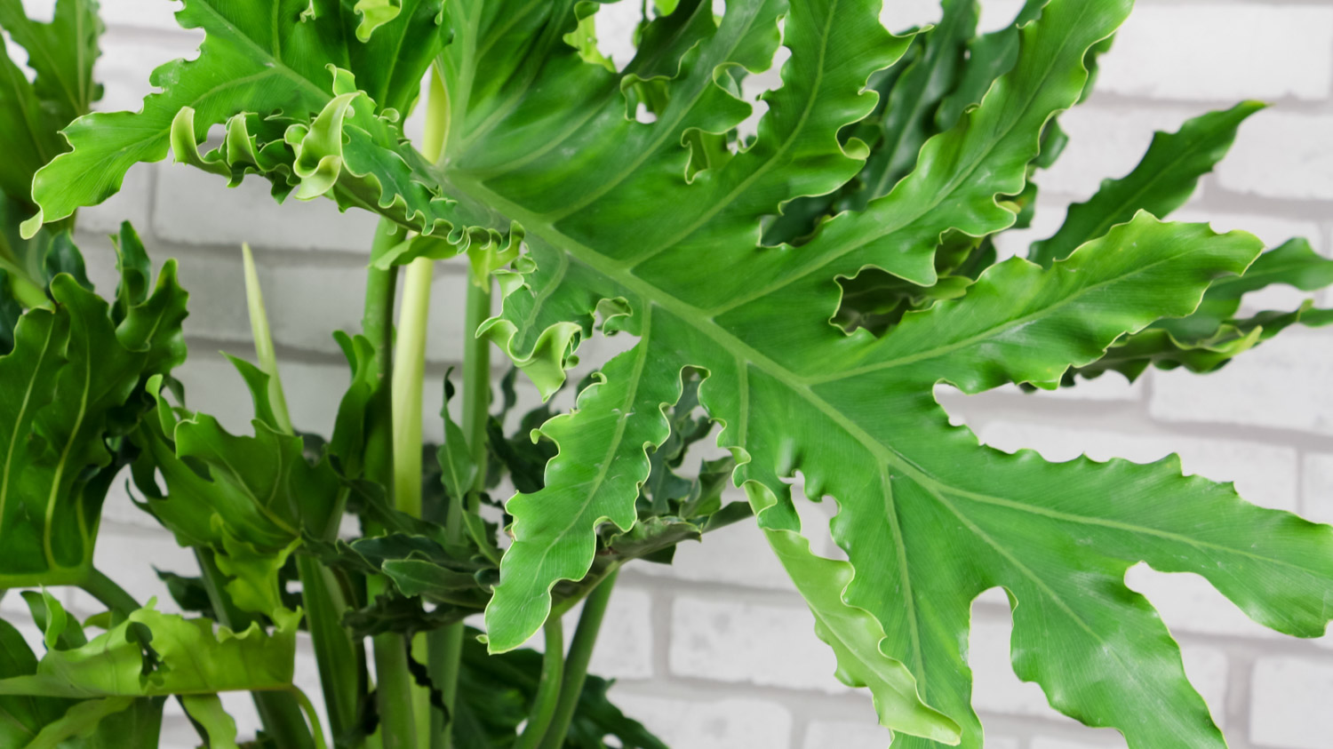 Philodendron selloum