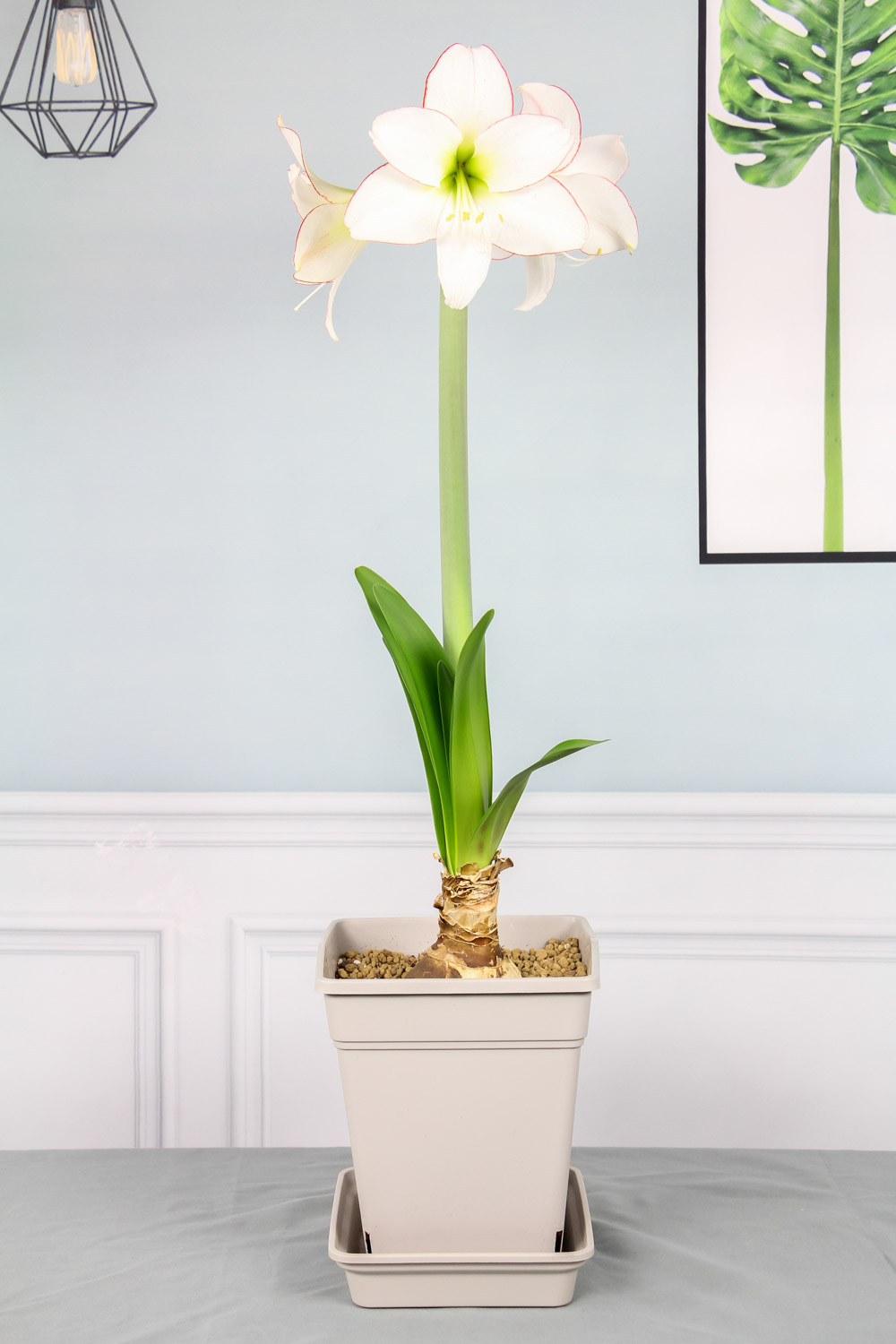 amaryllis