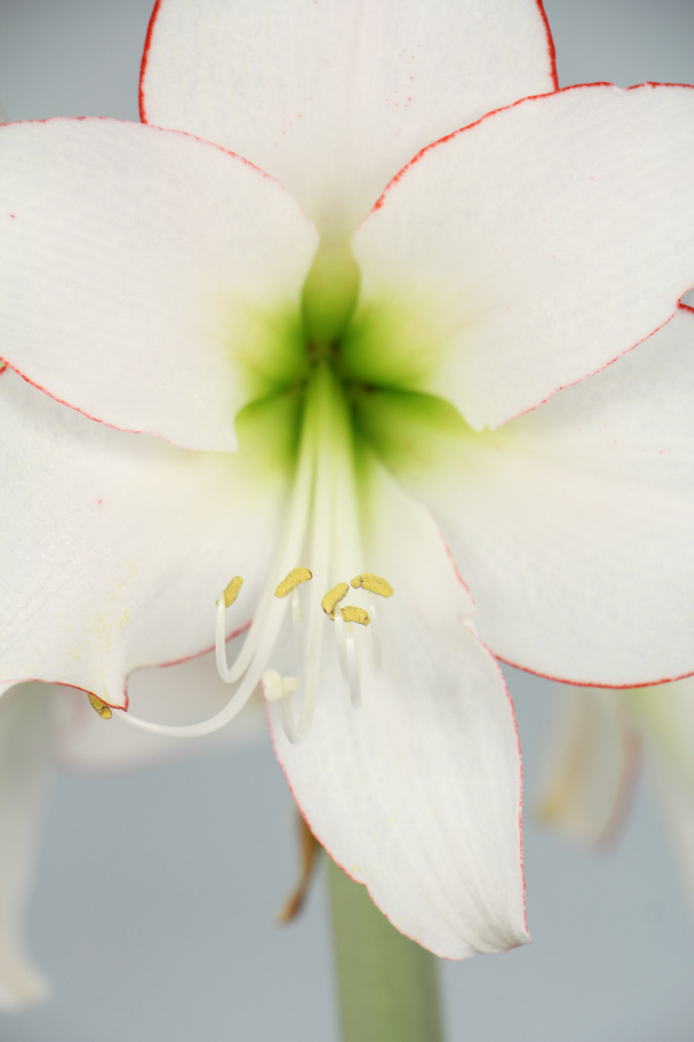 amaryllis